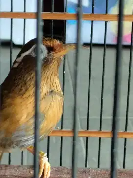 Burung hwamei gacor