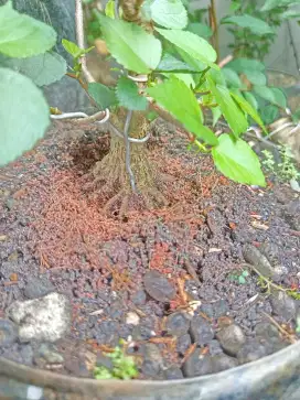 Bahan bonsai sancang waru anting putri
