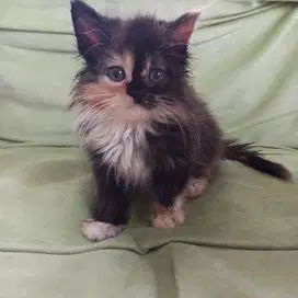 Kucing Persia Murah