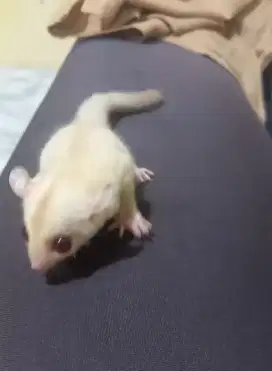Sugar glider creamino joy