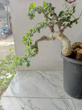 Bahag bonsai serut