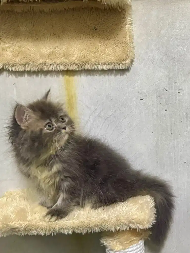 BSH Bluepoint Scottish Fold & Munchkin NS