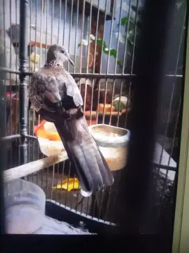 Tekukur kuk 2 ketekan ngoar