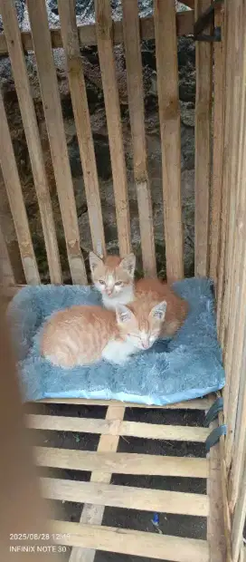 Kucing oren sepasang dan acc
