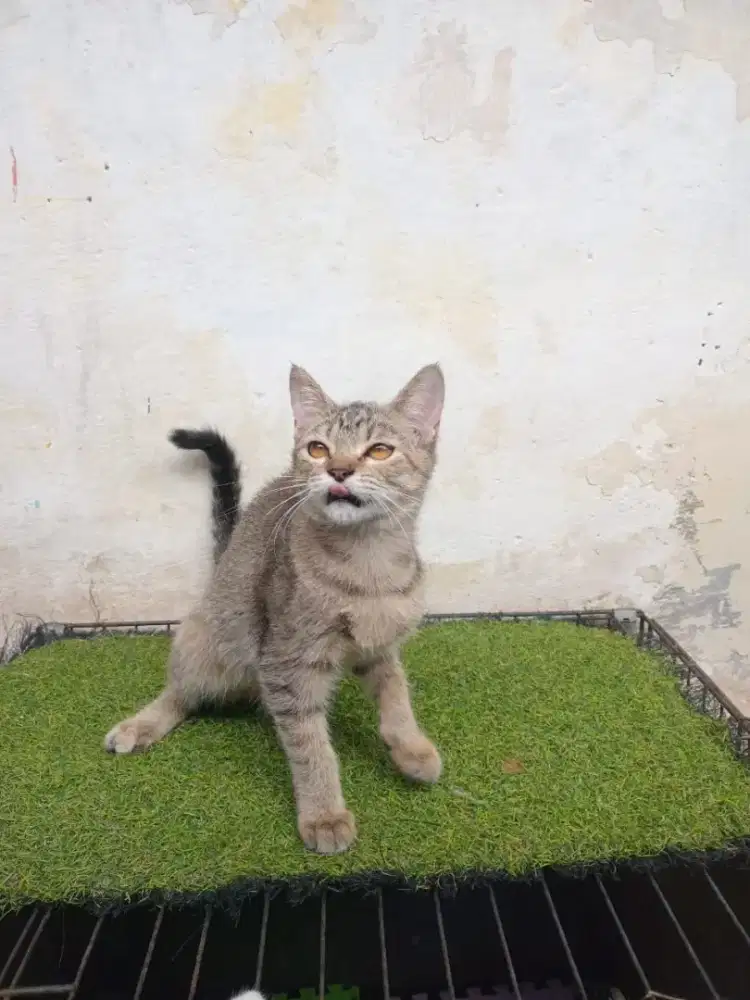 Kitten domestik betina