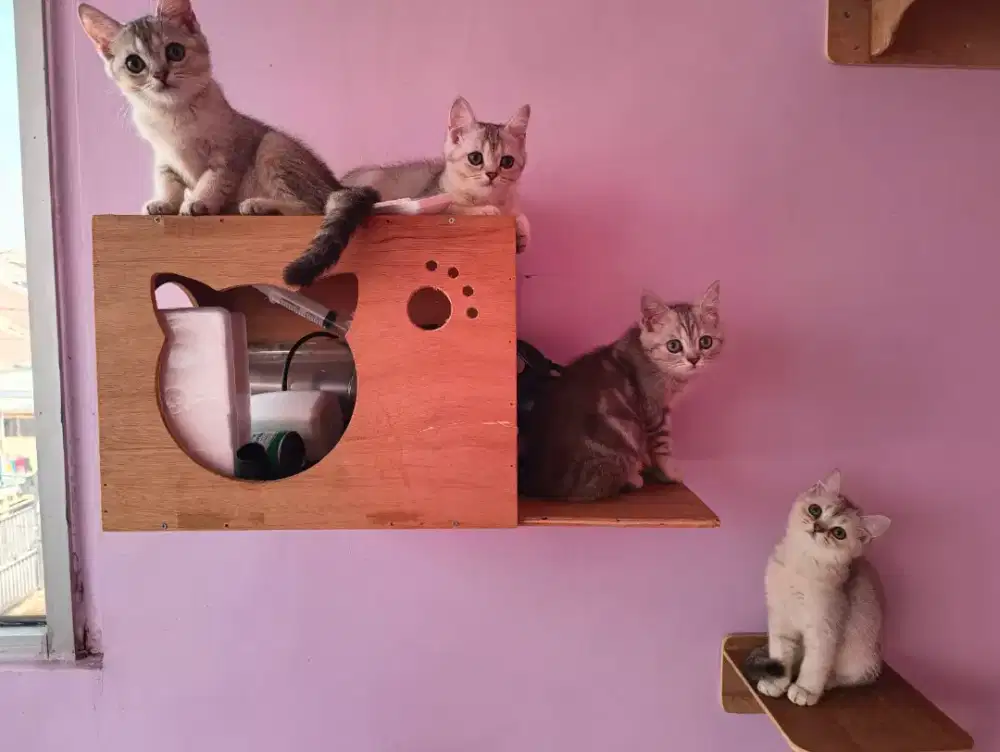 BSH, BSH Munchkin