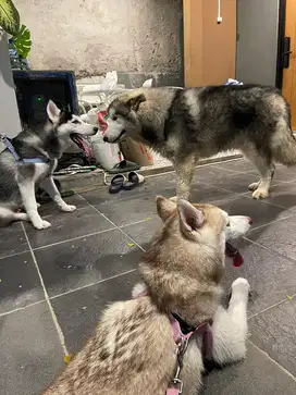 Open adopt anjing alaskan maalamute