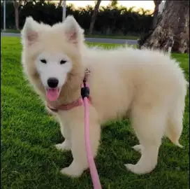 Anjing Samoyed lucuuu