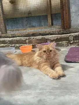 lepas adopsi persia bigbone jantan