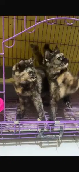 Bsh tortie betina nonped