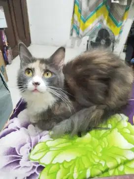 Mainecoon Betina