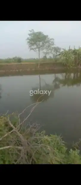 DiJual Tambak  Desa ngering CERME  Sby Barat