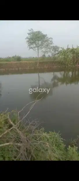 Dijual Tambak Aktif Ds. Ngering Cerme, bisa ikan tawar, udang, padi ok