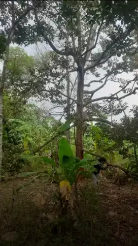 Kebun profukif 1500 m2 isi Durian & rambutan