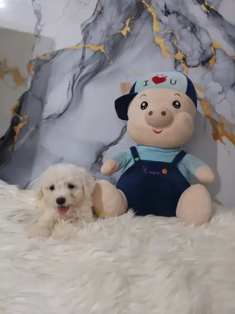 Bichon jantan mini turunan Eropa & korea