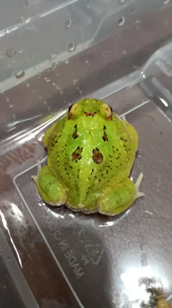 Kodok Pacman Green 4 Spot