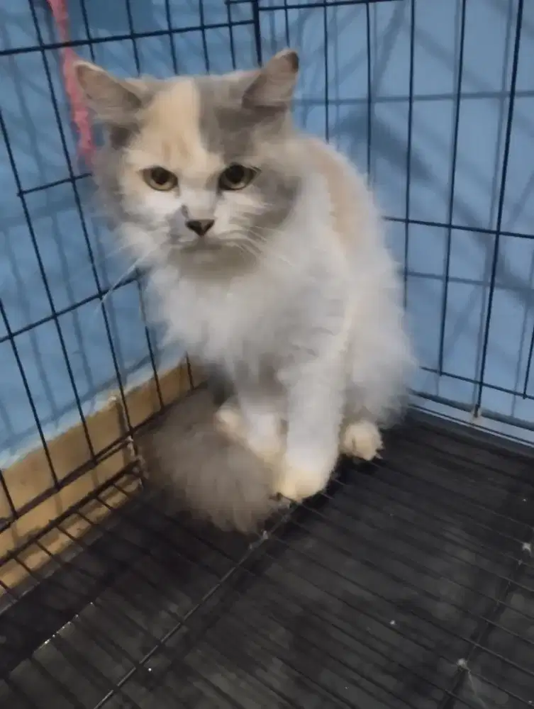 Persia betina calico