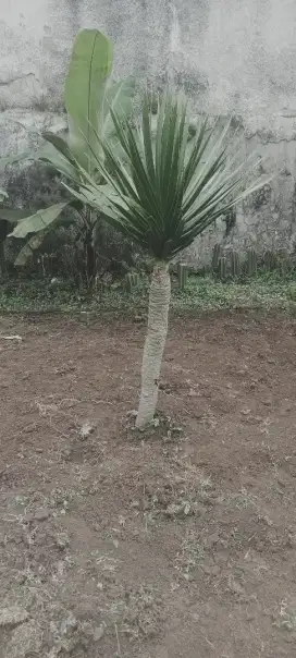 Tanaman pandan bali