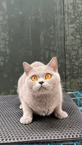 Bsh betina pedigree