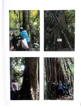 Dijual Kayu kelas berbagai jenis 1.300 btng