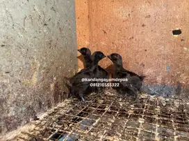 Ayam cemani 2 minggu