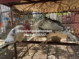 Ayam kalkun royal palm sepasang