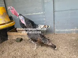 Ayam kalkun bronze sepasang