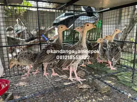 Ayam kalkun 1-2 bulan