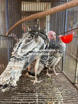 Ayam kalkun bronze remaja sepasang