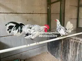 Ayam hias sepasang