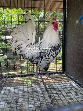 Ayam appanzel jantan