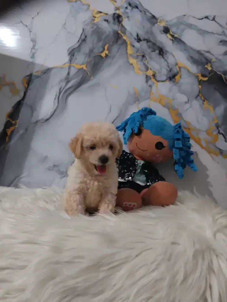 Poodle jantan apricot tiny