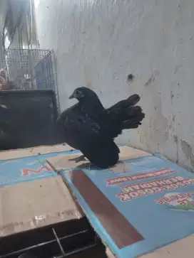 Ayam Serama betina