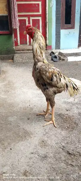 ayam shamo jantan eropa