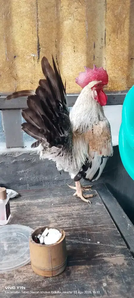 jago kate jalak warna aduhai