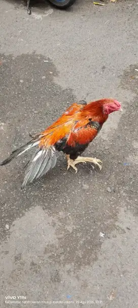 ayam ekor lidi pacek
