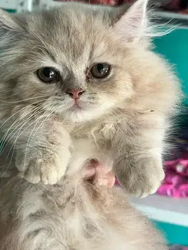Kucing Munchkin Longhair Pendek