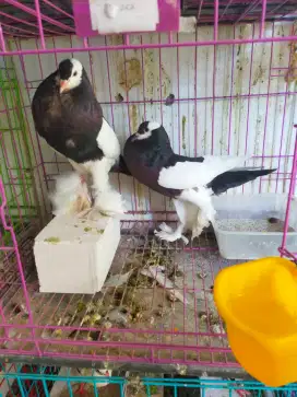 Merpati hias indukan gondok river