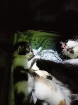 Lepas adopt induk + 3 kitten ber mahar