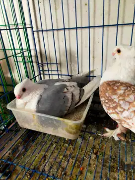 Merpati hias sepasang induk