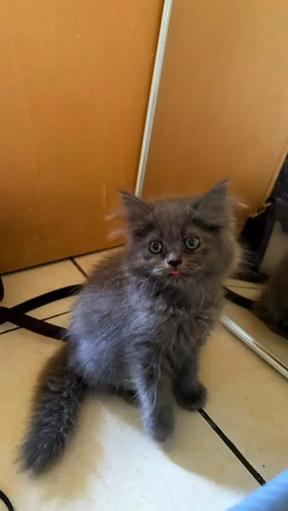 Kitten Persia Abu Solid