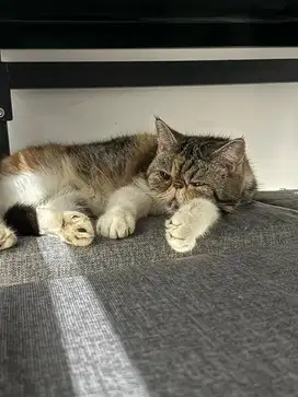 Persia peaknose