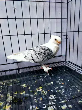 Merpati hias jenis blacklis jantan