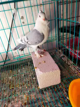 Merpati hias jenis bluenet jantan