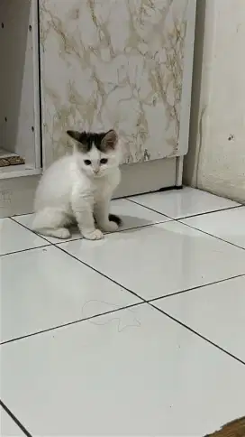 Munchkin Non Standar / Kaki Panjang Jantan