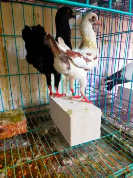 Merpati hias jenis maltize sepasang