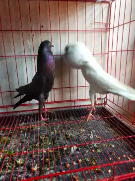 Merpati hias sepasang gondok bunner