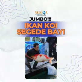 11 Ekor Ikan Koi Jumbo (Borongan/Eceran) - Bisa COD Jabodetabek
