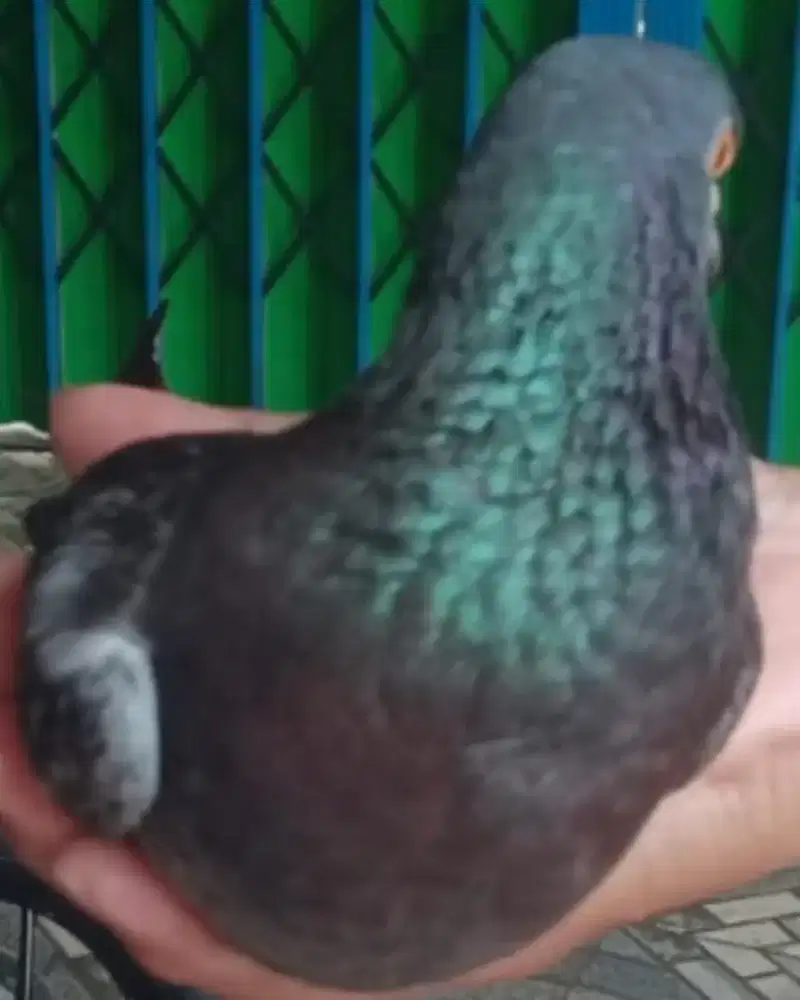 BIRUNG DARA CEWEK LENJEH BANGET