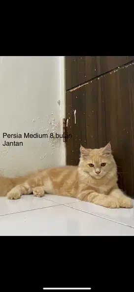 Persia Medium Murah
